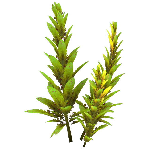 Plant