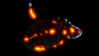 Carar infection - Bioluminescence