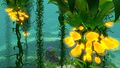 Creepvine Seed Clusters in the Kelp Forest