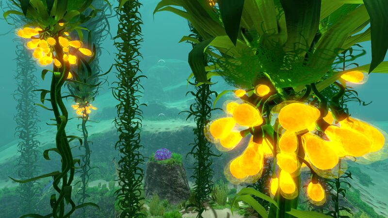 File:Kelp Forest (2).jpg