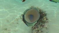 An underground Coral Tube in the Safe Shallows
