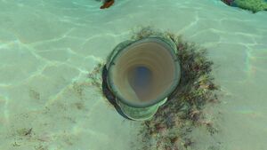 SafeShallows (20).jpg