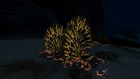 Bioluminescence