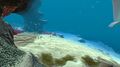 A shoal of Boomerang fish