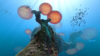 Mushroom tree