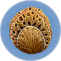Thumbnail for version as of 03:44, 25 April 2019