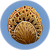 Coral Sample.png