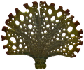 Thumbnail for version as of 16:04, 24 August 2017