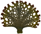 Close flora addition