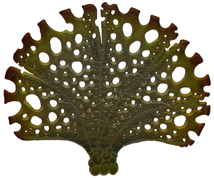 File:Golden Fan Flora.png