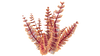 Red Bush Flora.png