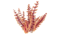 Thumbnail for version as of 16:37, 13 February 2016