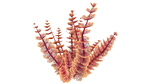 Red Bush Flora.png