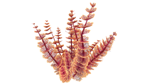Red Bush Flora.png
