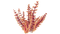 Red Bush Flora.png