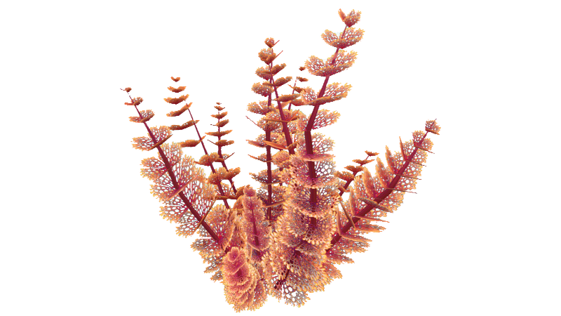 File:Red Bush Flora.png