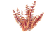 Red Bush Flora.png