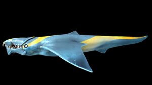 Brute Shark 1.jpg