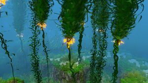 Kelp Forest (8).jpg
