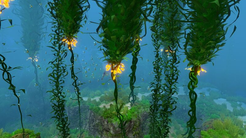 File:Kelp Forest (8).jpg