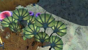 PygmyFanDay.jpg