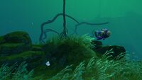 A Noot Fish in the Lilypad Islands