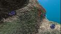 Jelly Plants on the Northwestern Mushroom Forests's Giant Coral Tree