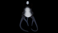 Bioluminescence