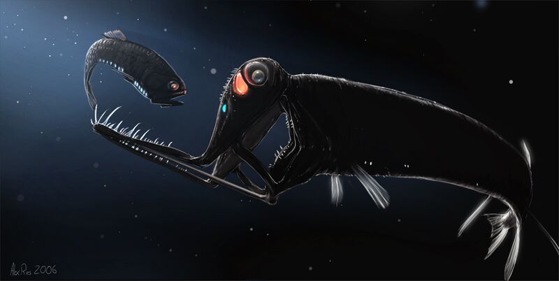 File:Stoplight loosejaw by abiogenisis.jpg