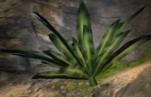 Fernish like plant.png