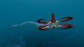 Thumbnail for version as of 00:07, 1 September 2015