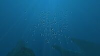 A Shoal of Boomerang swimming through the Crag Field