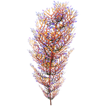 Hardy Cave Bush Flora.png