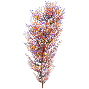 Hardy Cave Bush Flora.png