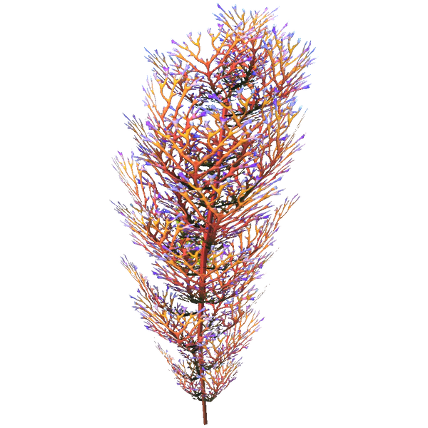 File:Hardy Cave Bush Flora.png