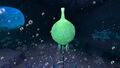 Closeup of the bubble at the top of the stalk