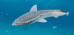 Remora.png