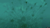 Kelp Forest (26).gif