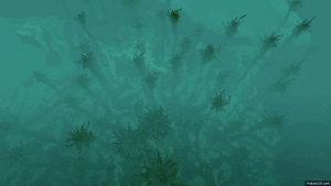Kelp Forest (26).gif