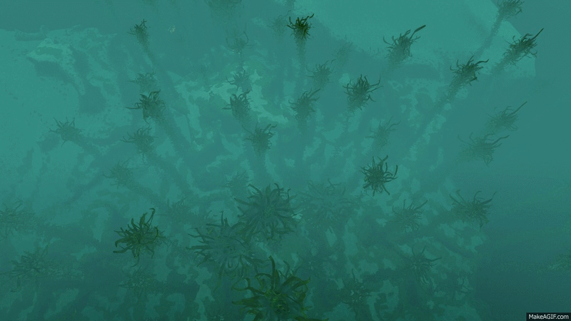 File:Kelp Forest (26).gif