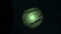 Bioluminescence