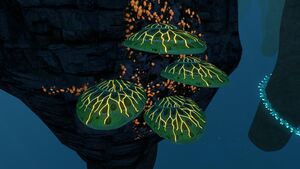 Shellplate03.jpg