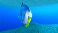 Titan Holefish found in the Sparse Arctic