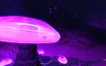 Thumbnail for version as of 22:45, 1 April 2017
