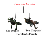 Forelimbs Family.png