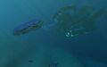 A size comparison of the large Reefback with a normal Reefback.