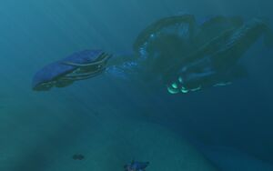 ReefbackBig&Small.jpg