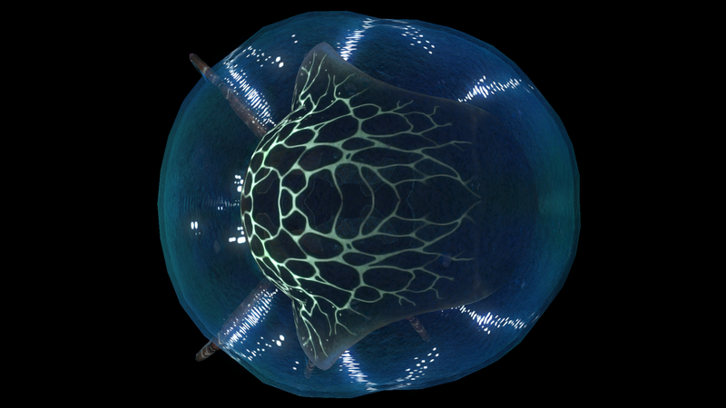 File:Crabsquid Dorsal View.png