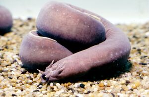 Hagfish.jpg