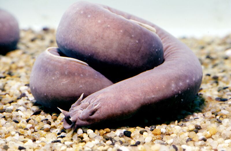 File:Hagfish.jpg